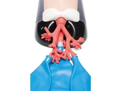 1015530 Модель AirSim Advanced для интубации с разветвленной бронхиальной сетью