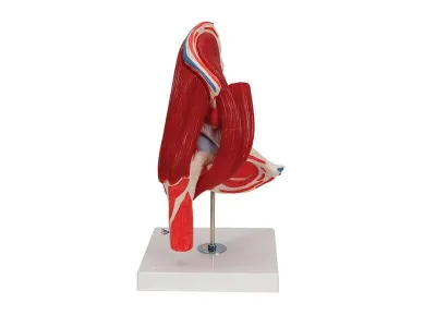 Модель тазобедренного сустава, 7 частей 3B Smart Anatomy_4