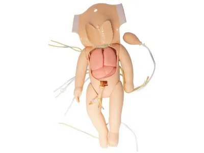 ПРОСТО РОДЫ Тренажер-симулятор для отработки акушерских навыков_5