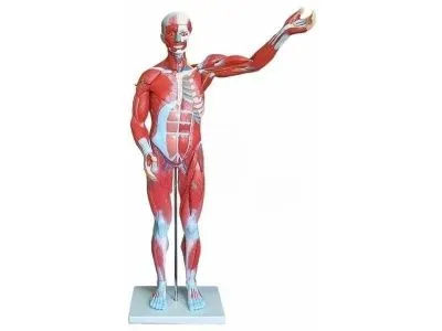 XC-334 Модель мышц мужчины разборная 27 частей (на подставке)
