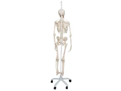 Функциональная подвесная модель скелета Frank 3B Smart Anatomy, 192 см _1