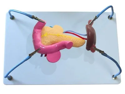 МУ0396 Пособие для отработки навыков лапароскопии «Поджелудочная железа и селезенка»