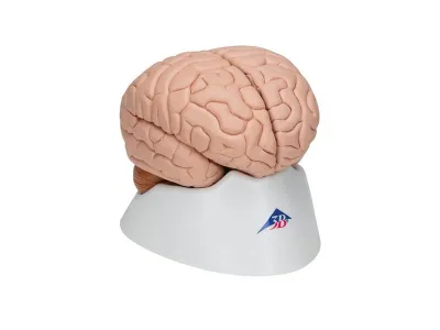 Модель мозга, 8 частей 3B Smart Anatomy