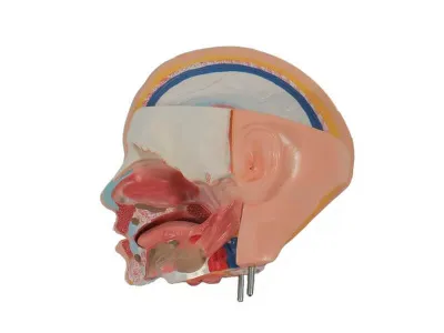 T003 Модель торса бесполая разборная 85 см 20 частей