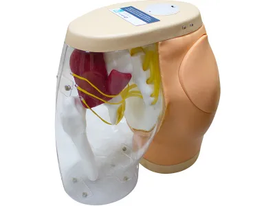 310_МУ0802_Тренажер_для_отработки_инъекций_2 310_МУ0802_Тренажер_для_отработки_инъекций_2