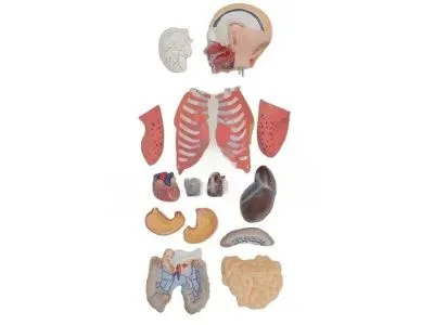 T002 Модель торса двуполая разборная 85 см 23 части