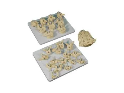 XC-107D Набор моделей позвонков и крестца с копчиком (в кейсе)