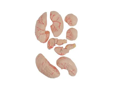 T004 Модель торса двуполая разборная 85 см 40 частей