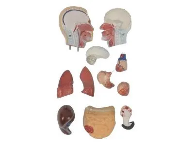 T006 Модель мужского торса разборная 42 см 13 частей