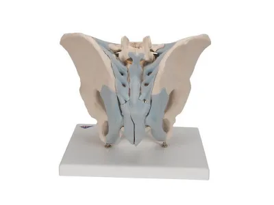 Модель мужского таза со связками, 2 части 3B Smart Anatomy_3
