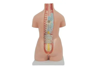 T004 Модель торса двуполая разборная 85 см 40 частей