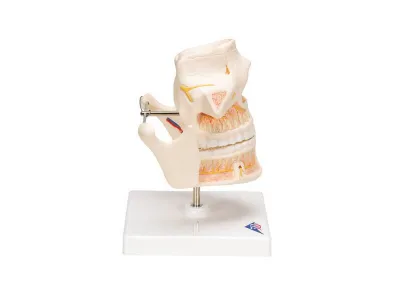 Модель зубов взрослого человека 3B Smart Anatomy_2