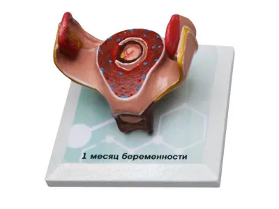 М0028 Комплект демонстрационных моделей этапов эмбриогенеза человека