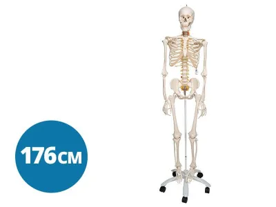 Модель гибкого скелета «Fred» класса «люкс», 176 см