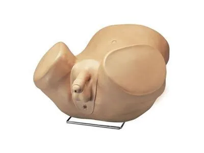 Усовершенствованный тренажер для обследования простаты