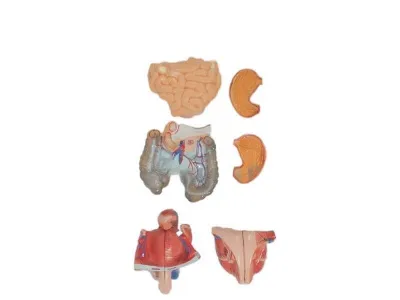 T004 Модель торса двуполая разборная 85 см 40 частей