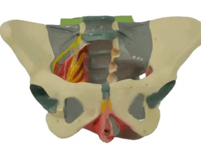 Модель женского таза с выделенными связками, мышцами и нервами_1