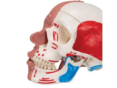 Модель черепа с лицевыми мышцами 3B Smart Anatomy_6