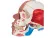 Модель черепа с лицевыми мышцами 3B Smart Anatomy_6
