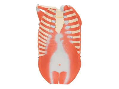 Цельная фигура с мышцами, двуполая, 84 см_6