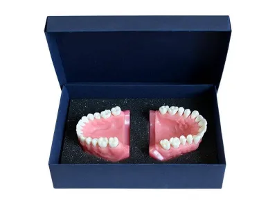 М0267 Денто-модель верхней и нижней челюстей для удаления ЧВН-28У