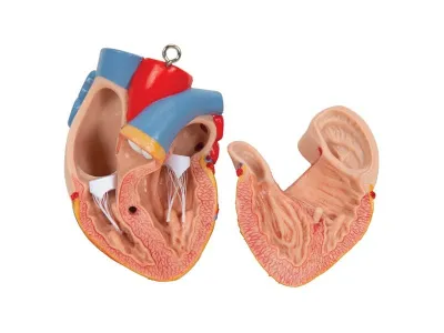 Классическая модель торса, гендерно-нейтральная, 16 предметов_5