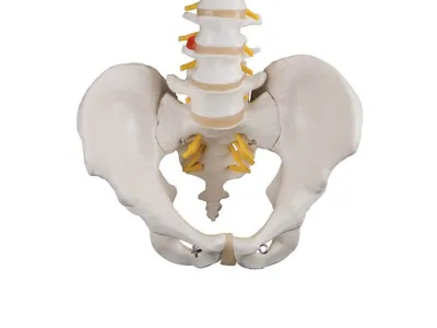 Классическая гибкая модель позвоночника человека 3B Smart Anatomy_3