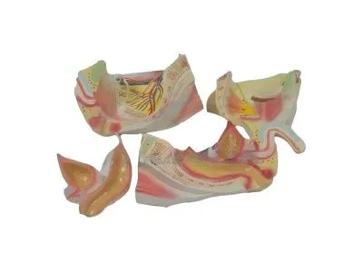 SMD0691 Модель мужского таза разборная 4 части