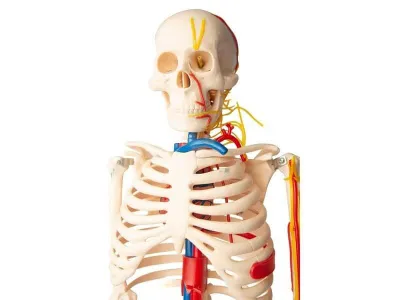 Модель скелета человека с основными сосудами и нервами 80 см (на подставке)_3