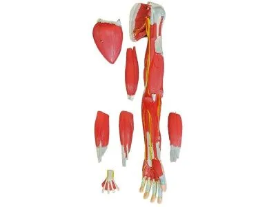 XC-336 Модель мышц руки разборная 7 частей (на подставке)