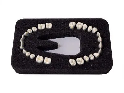 М0570 Комплект из 28 модельных зубов З-28П к денто-модели верхней и нижней челюстей для лечения пародонтоза ЧВН-28П (Артикул МУ0319)