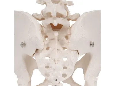 Модель женского таза 3B Smart Anatomy_6