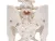 Модель женского таза 3B Smart Anatomy_6