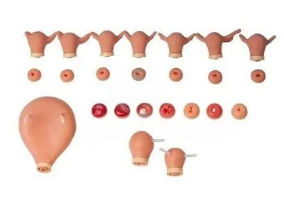 F35 Тренажер для отработки навыков гинекологического обследования, гистероскопии и кольпоскопии