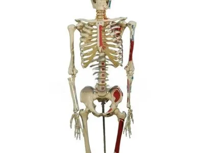 A002 Модель скелета человека с раскрашенными местами прикрепления мышц (со стойкой), 165 см