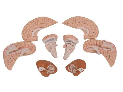Модель мозга, 8 частей 3B Smart Anatomy_6