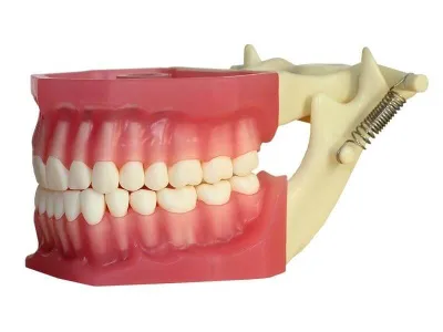 МУ0246  Денто-модель верхней и нижней челюсти с окклюдатором ЧВН-320