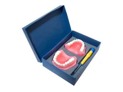 М0470 Денто-модель верхней и нижней челюсти ЧВН-28 N