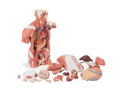 Торс с мышцами, в натуральную величину, 27 частей 3B Smart Anatomy_2