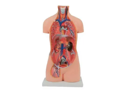 T003 Модель торса бесполая разборная 85 см 20 частей