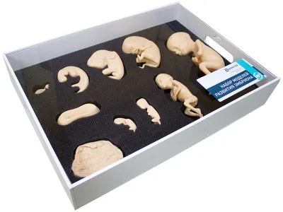 310_Набор_эмбрионов_2