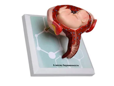 М0028 Комплект демонстрационных моделей этапов эмбриогенеза человека