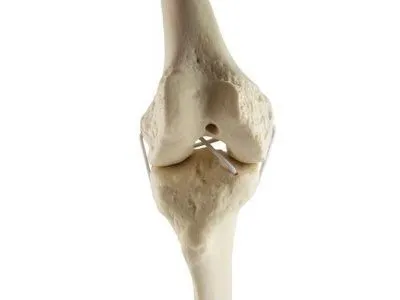 1019622 Колено, стандартное, левое, ORTHOBone