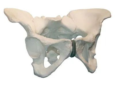 310_МУ0464_Композитная модель таза_3