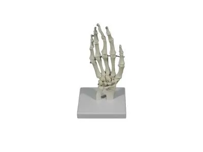 L043D Модель костей лучезапястного сустава (на подставке)