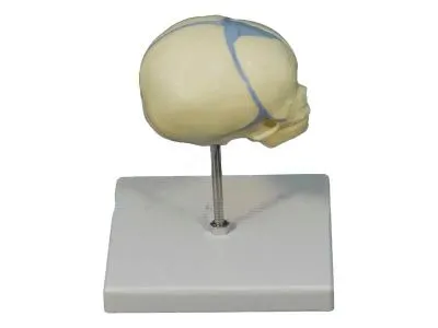 L022 Модель черепа плода