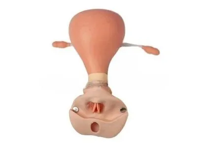F35 Тренажер для отработки навыков гинекологического обследования, гистероскопии и кольпоскопии
