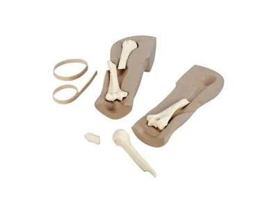 1017988 Тренажер перелома Life/form