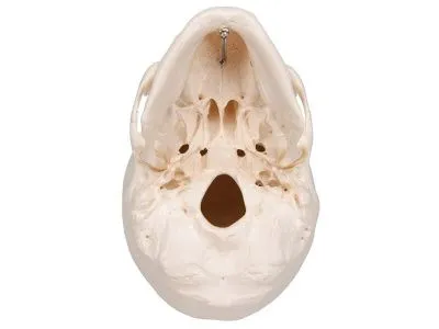 Классическая модель человеческого черепа, 3 часть 3B Smart Anatomy_4