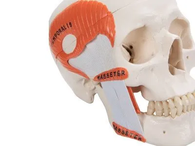 Модель черепа человека с жевательными мышцами 3B Smart Anatomy_6